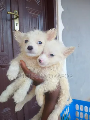 1-3 months Female Purebred American Eskimo