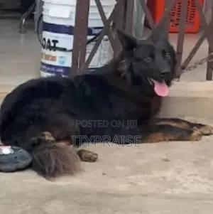 1+ year Male Mixed Breed German Shepherd