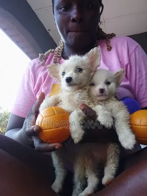 1-3 months Female Purebred American Eskimo