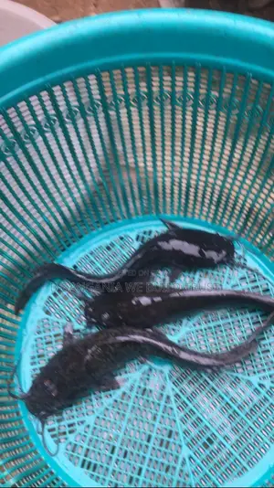 Strong Live Juveniles and Jumbo Size for Sale