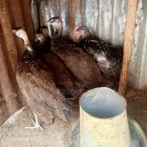Healthy Peacock Bird