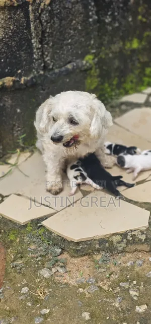 0-1 month Female Mixed Breed Lhasa Apso