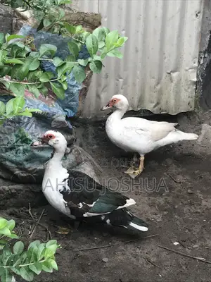 Eight Months Old Ducks for Seal