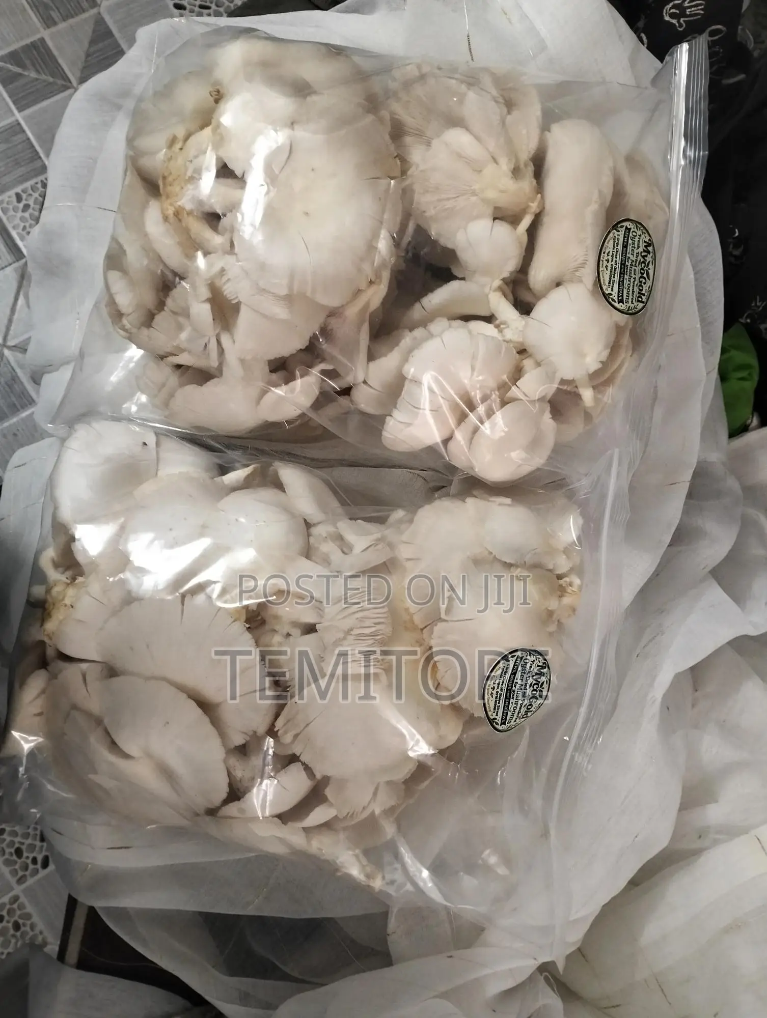 Fresh Oyster Mushrooms