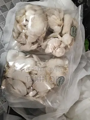 Fresh Oyster Mushrooms