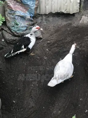 Eight Months Old Ducks for Seal