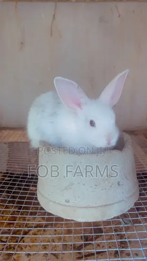 Healthy Rabbits Available