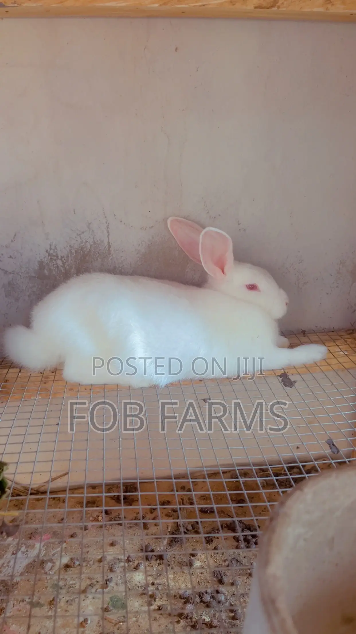 Healthy Rabbits Available