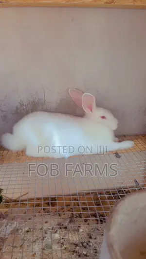 Healthy Rabbits Available