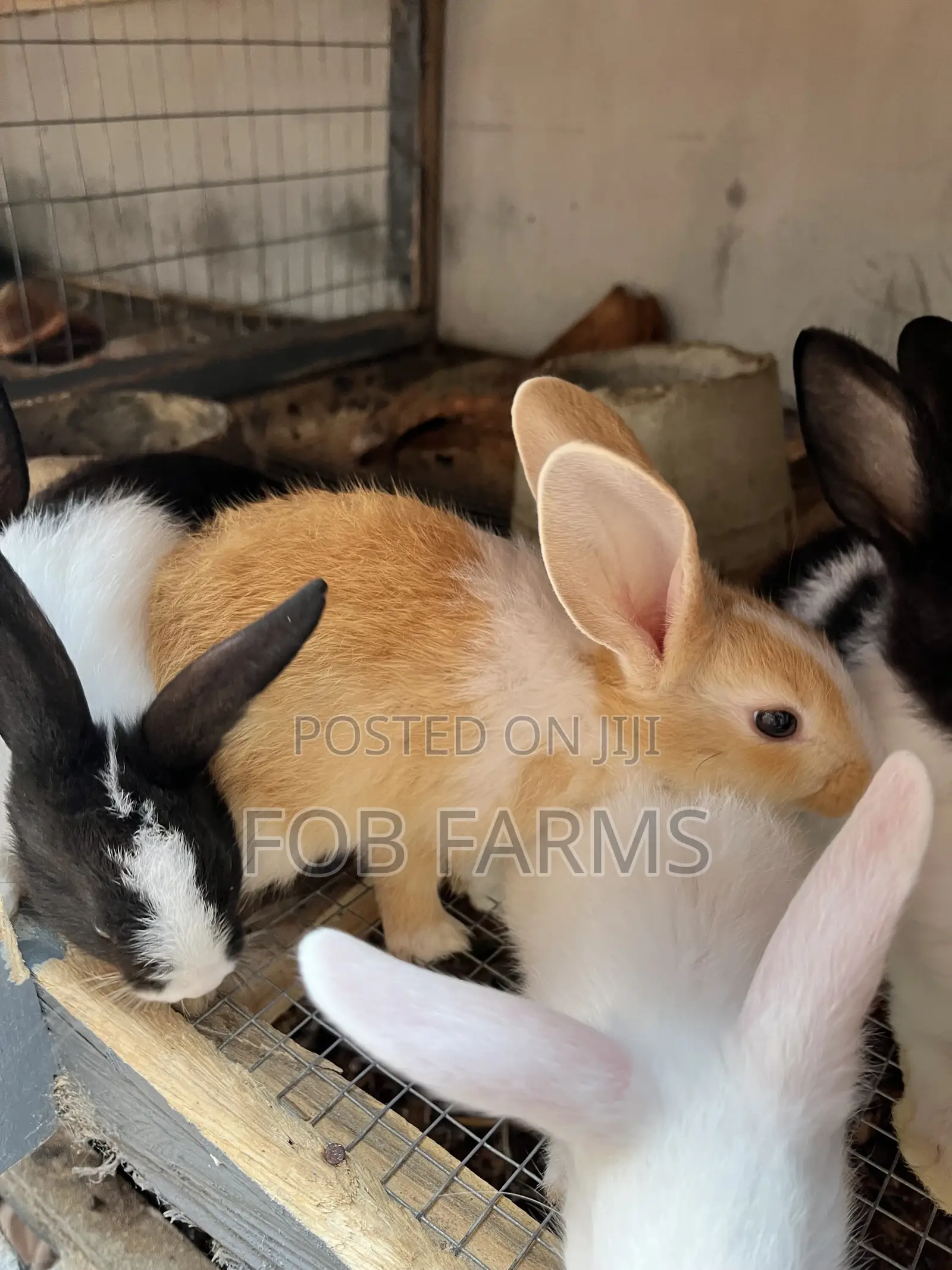 Healthy Rabbits Available