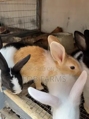 Healthy Rabbits Available