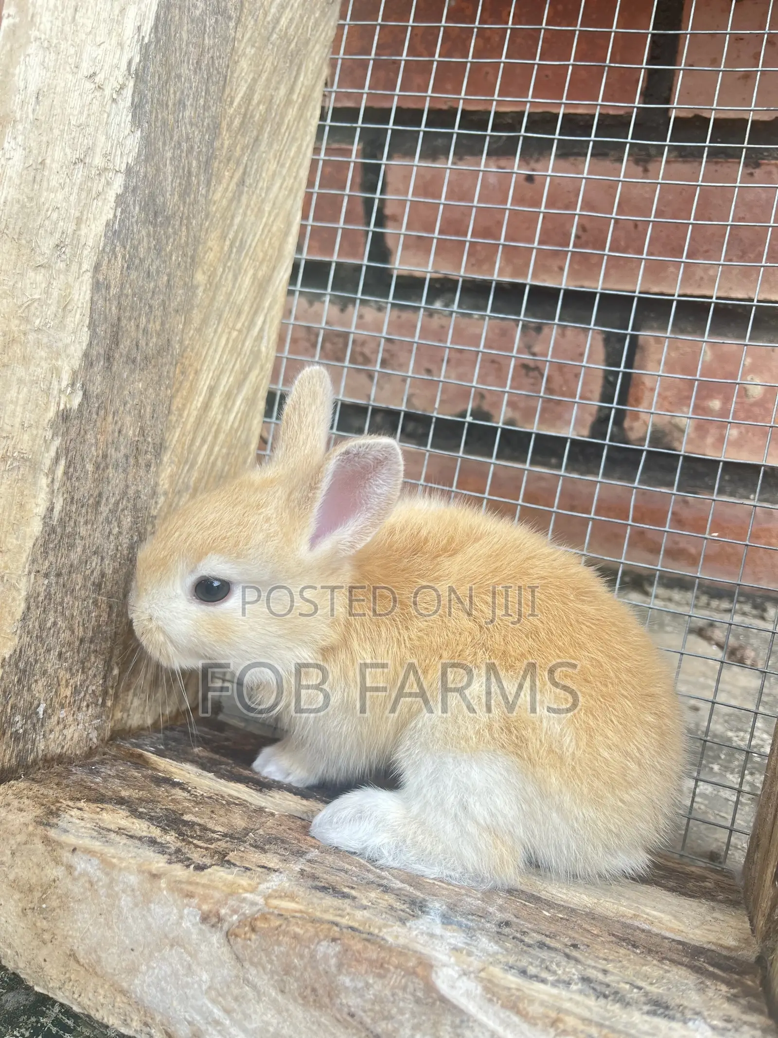 Healthy Rabbits Available