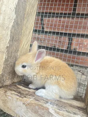 Healthy Rabbits Available