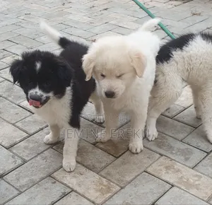 1-3 months Male Mixed Breed American Eskimo