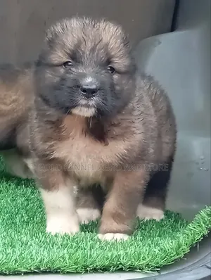 1-3 months Male Purebred Caucasian Shepherd