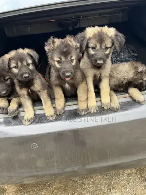 1-3 months Female Purebred Caucasian Shepherd