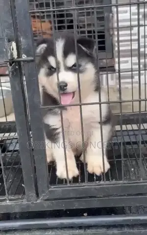 1-3 months Male Purebred Siberian Husky
