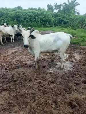 Quality Party Size Cattle Breed