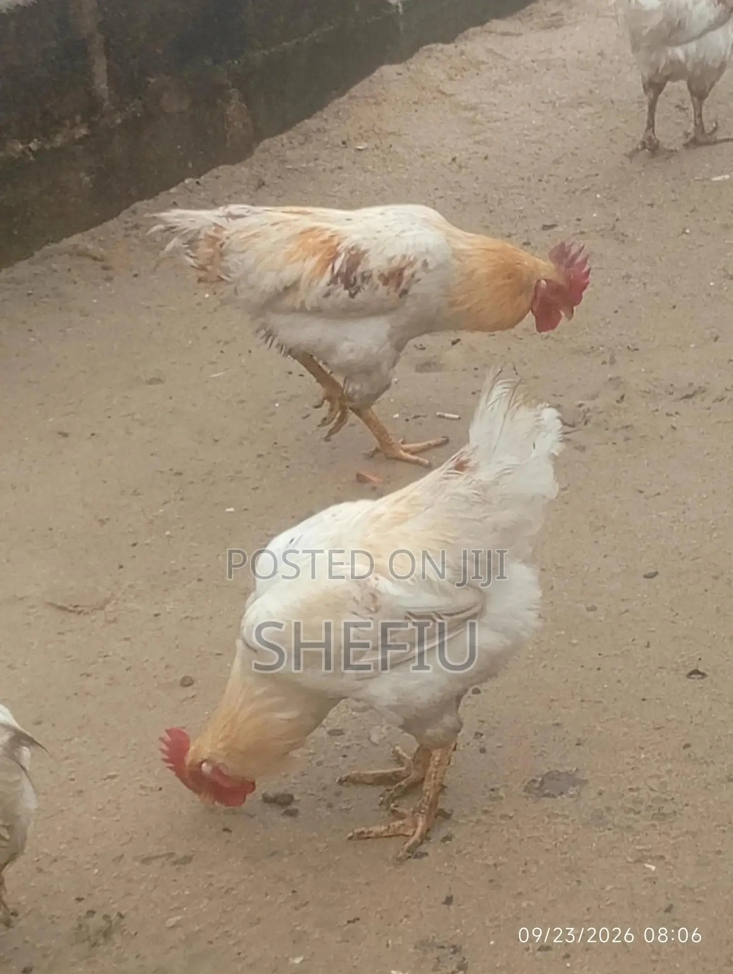 Cockerel Chickens