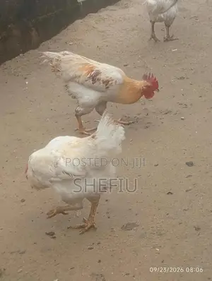Cockerel Chickens
