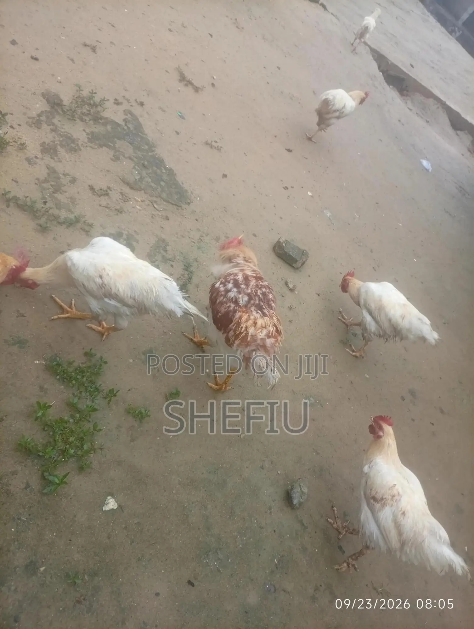 Cockerel Chickens