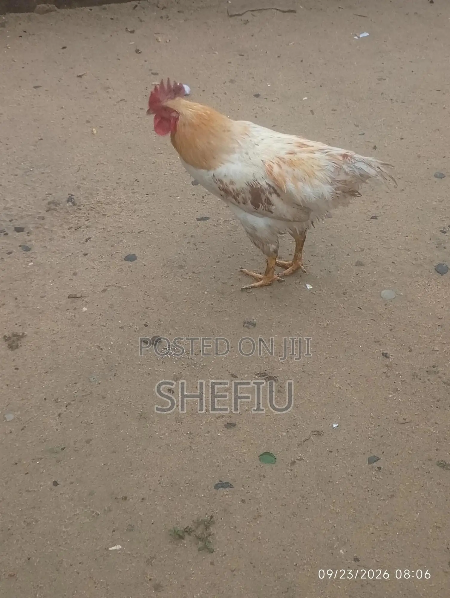 Cockerel Chickens