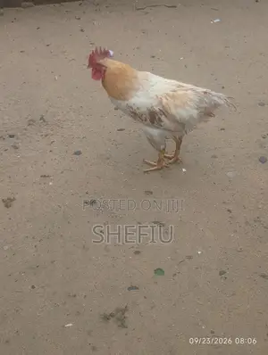 Cockerel Chickens