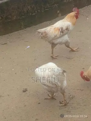 Cockerel Chickens
