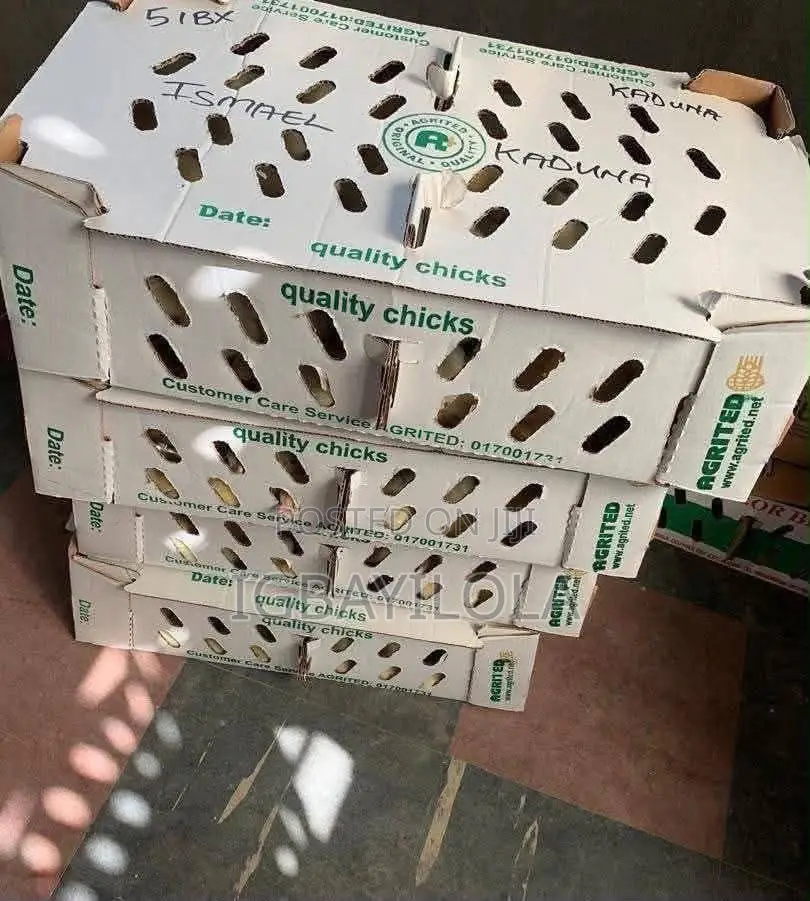 Day Old Chicks