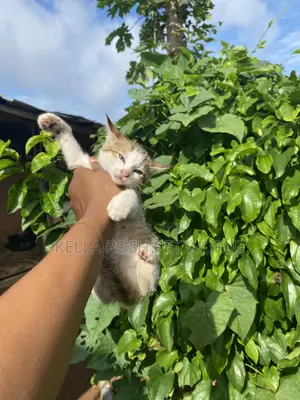 1-3 months Female Purebred Tabby