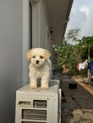 1-3 months Female Purebred Lhasa Apso