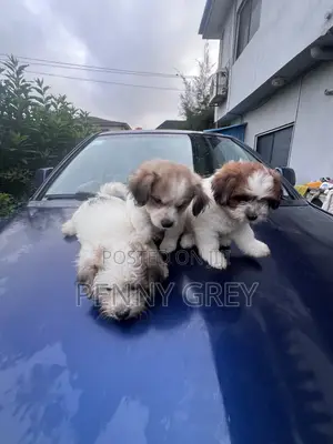 1-3 months Male Mixed Breed Maltipoo