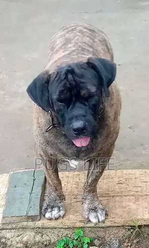 1+ year Male Purebred Boerboel