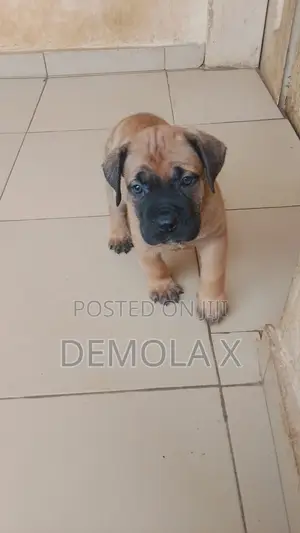 1-3 months Female Purebred Boerboel