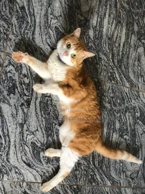 3-6 months Male Purebred American Shorthair