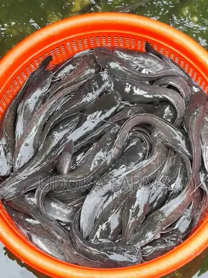Catfish/ Table-Sized/ Big Sizes/ Figerlings Jumbo Sizes