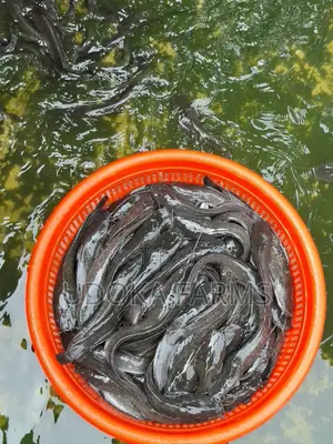 Catfish/ Table-Sized/ Big Sizes/ Figerlings Jumbo Sizes