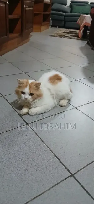 3-6 months Male Purebred Ragamuffin