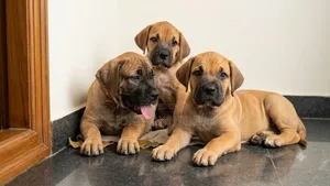 0-1 month Female Purebred Boerboel