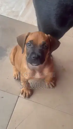 1-3 months Female Purebred Boerboel