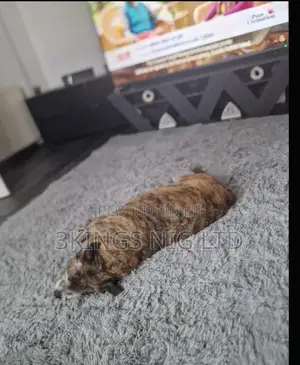 Fluffy Center Rug