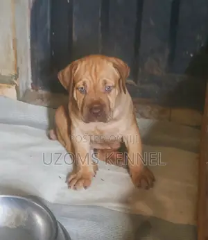 1-3 months Male Purebred Boerboel