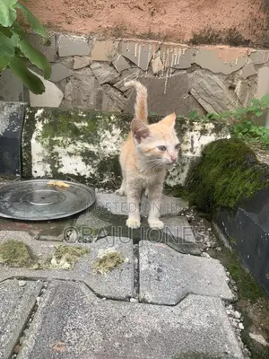 0-1 month Female Purebred Tabby