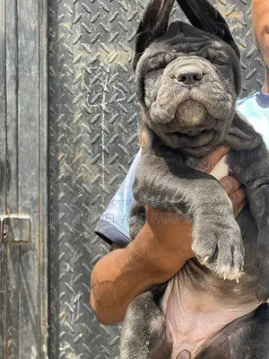 1-3 months Female Purebred Cane Corso