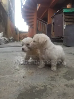 1-3 months Female Purebred Lhasa Apso
