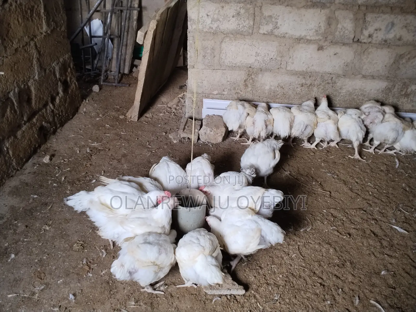 3kg Above Broilers for Sale