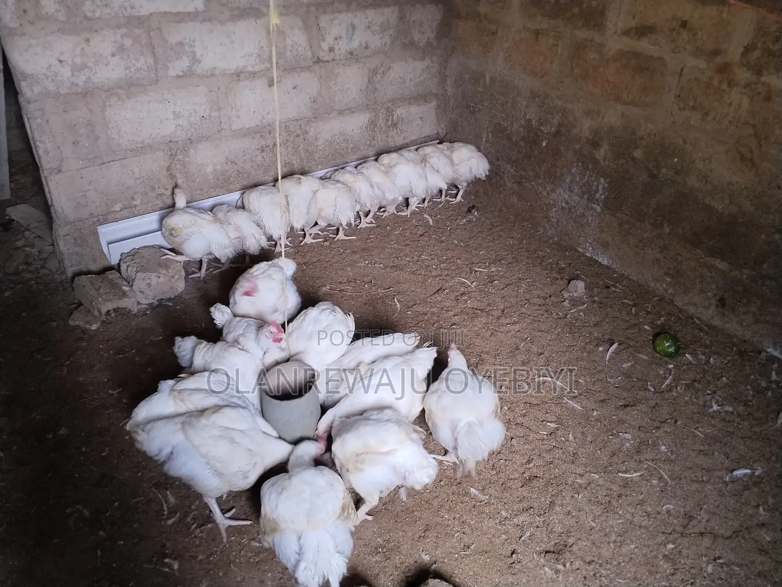 3kg Above Broilers for Sale