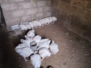 3kg Above Broilers for Sale