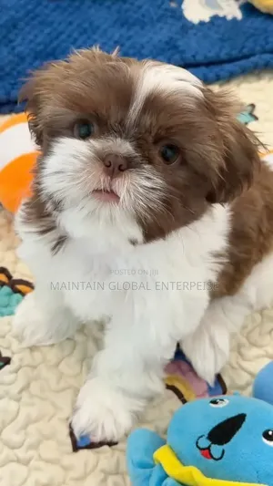 1-3 months Female Purebred Shih Tzu