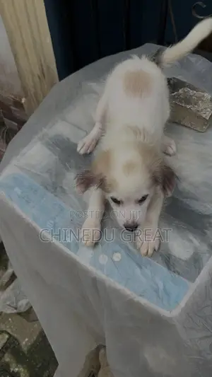 3-6 months Male Purebred American Eskimo